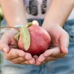 ri_ya-rosh-hashanah-4509675_1920
